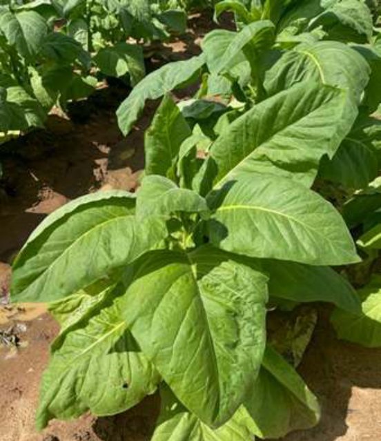 Plesiva Star trial — Treated