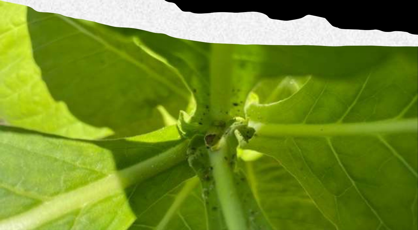Aphids on a smaller tobacco plant