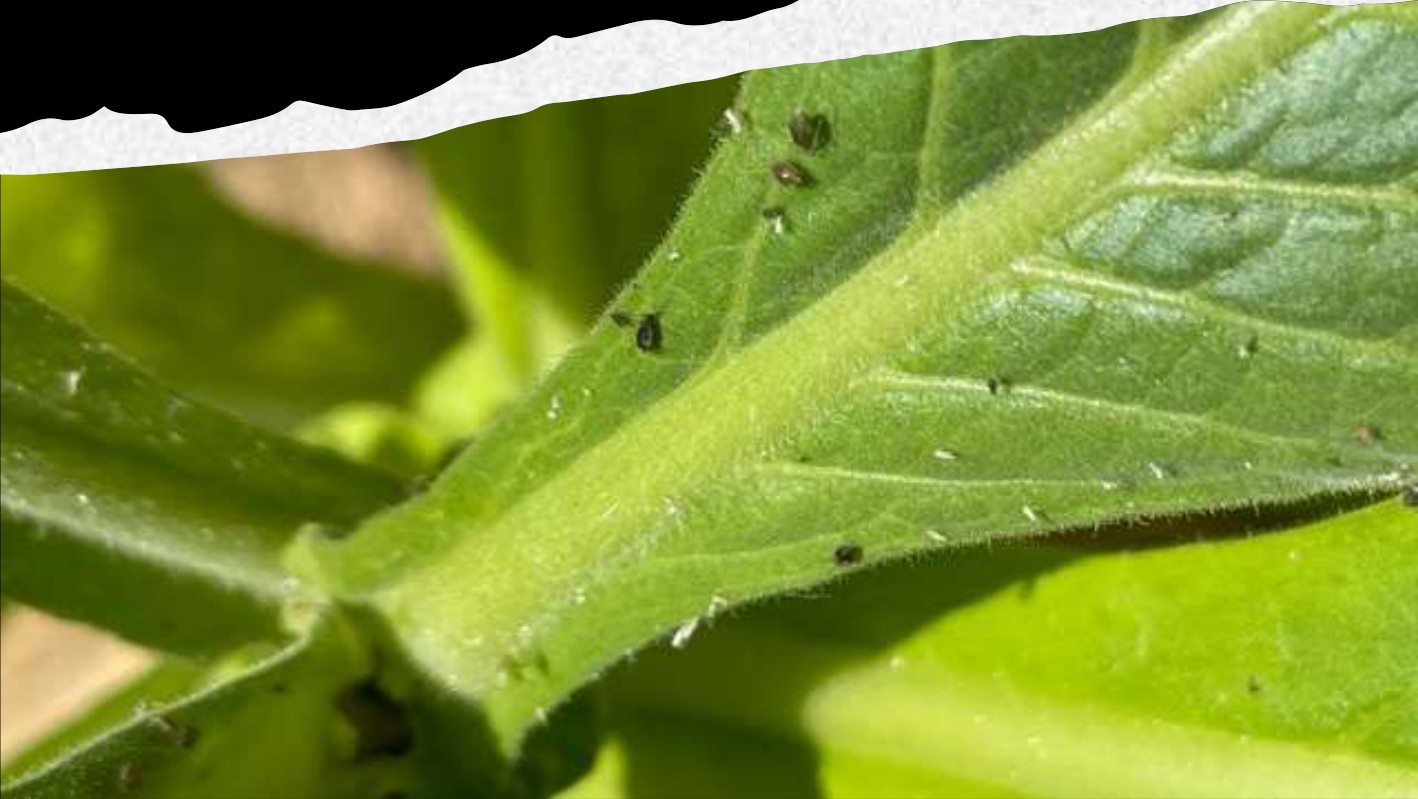 Close-up of aphids on the crop