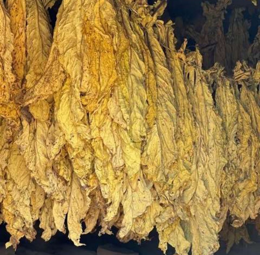 Cured tobacco hanging in the barn