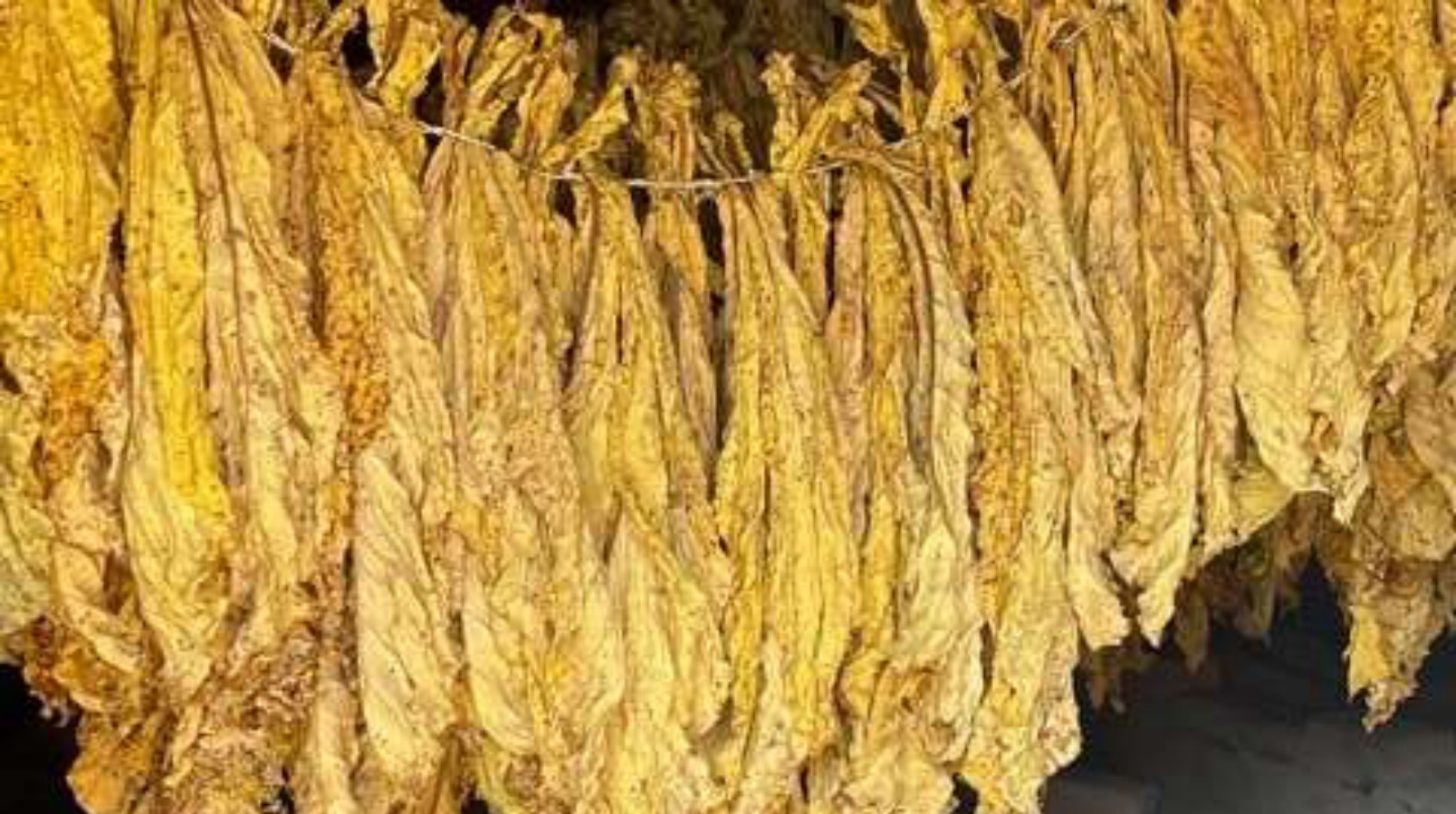 Trial-area tobacco curing with no angular