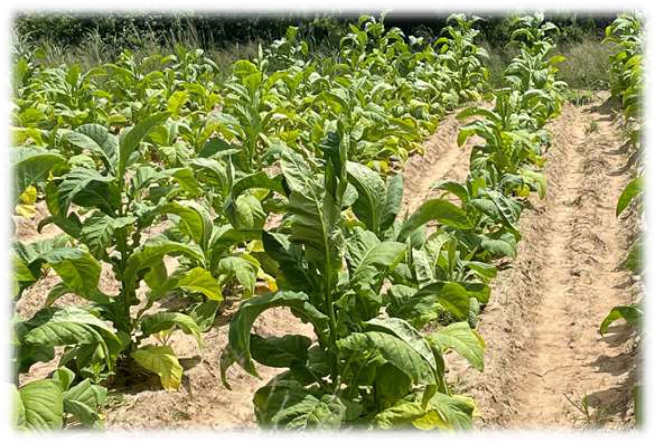 The farmer’s tobacco, yellower with insect damage