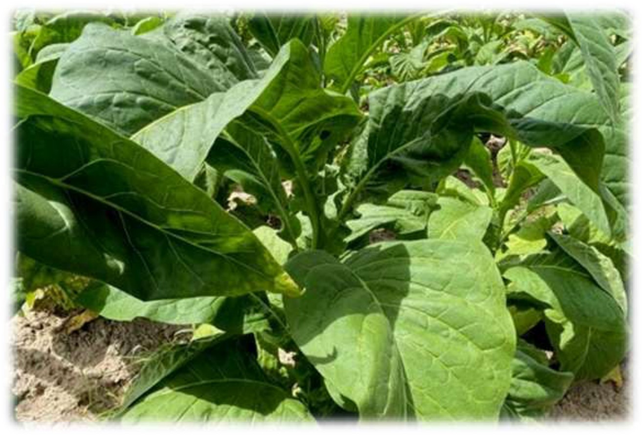 The trial area tobacco, greener and insect-free