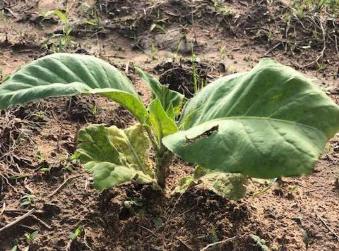 Established seedling with no insect damage