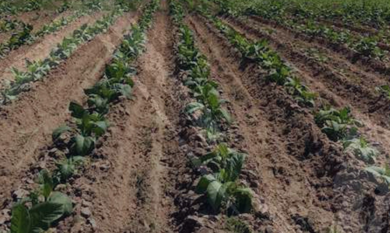 Close-up of the crop in early January