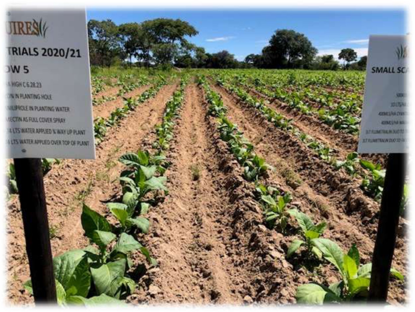 Trial rows in early January