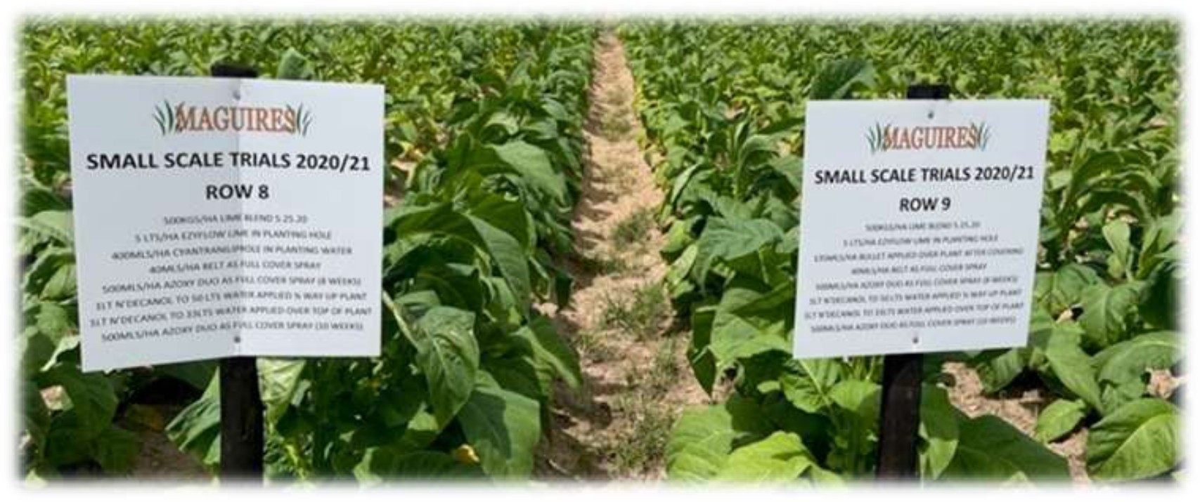 Washed-out trial rows in late January