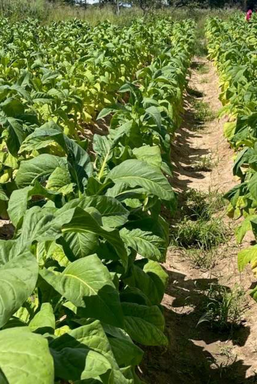 Crop filling out in early February