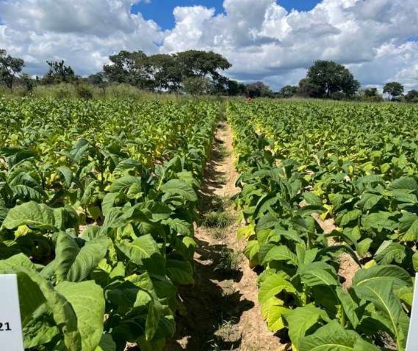 Uneven growth along the rows