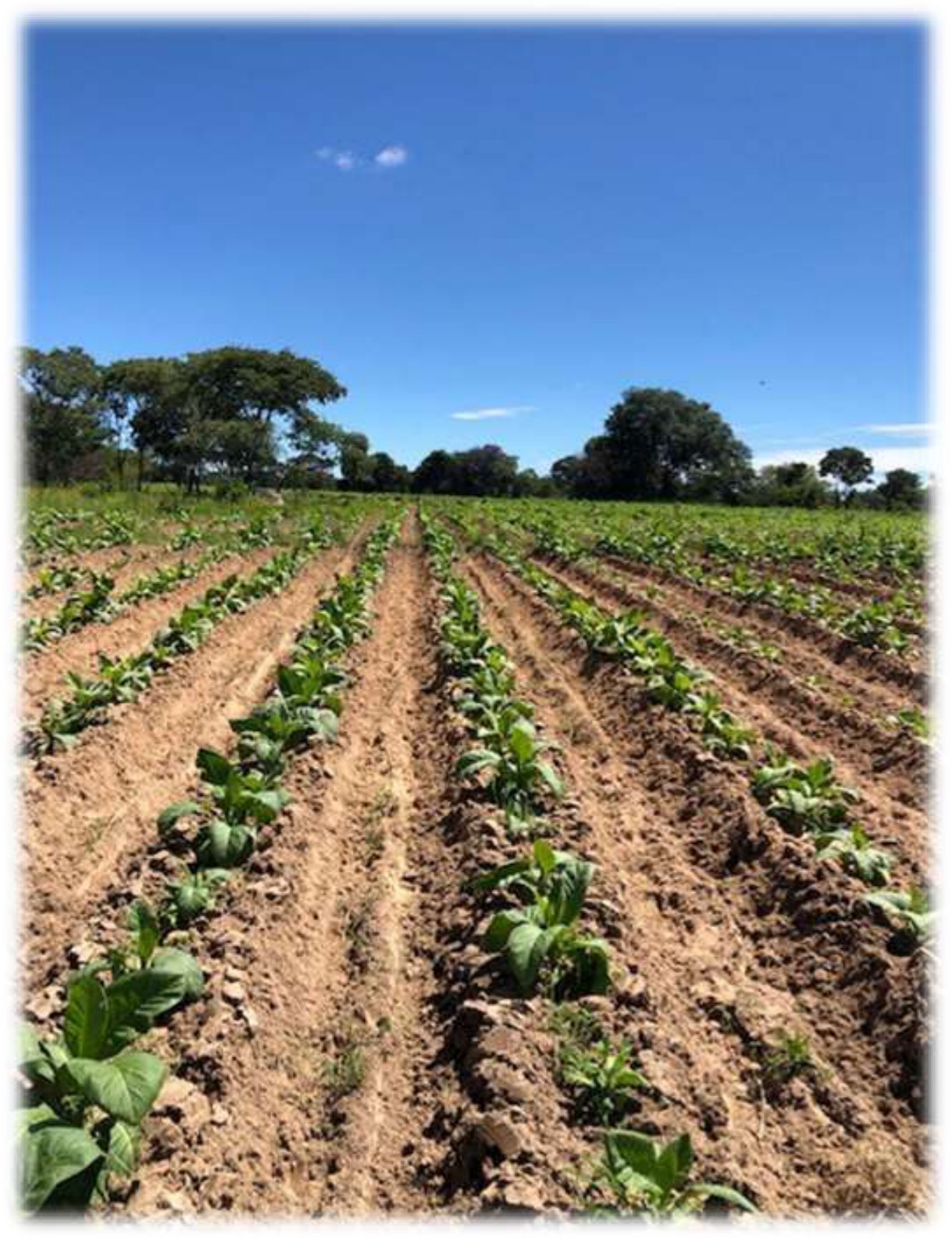Young trial rows at the Trelawney trial site