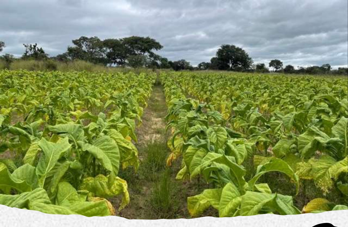 Light-coloured crop in early March