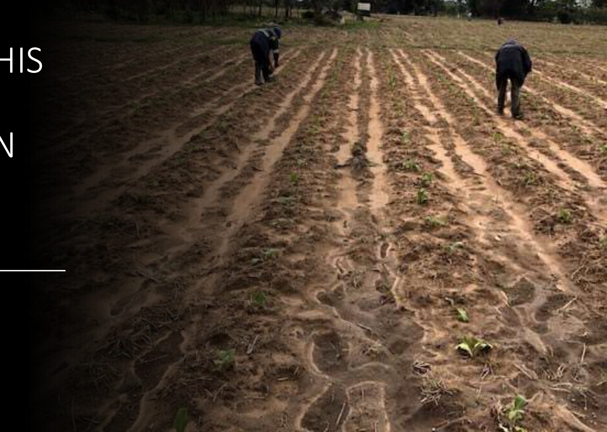 Isaac and his father cupping on Bullet at planting