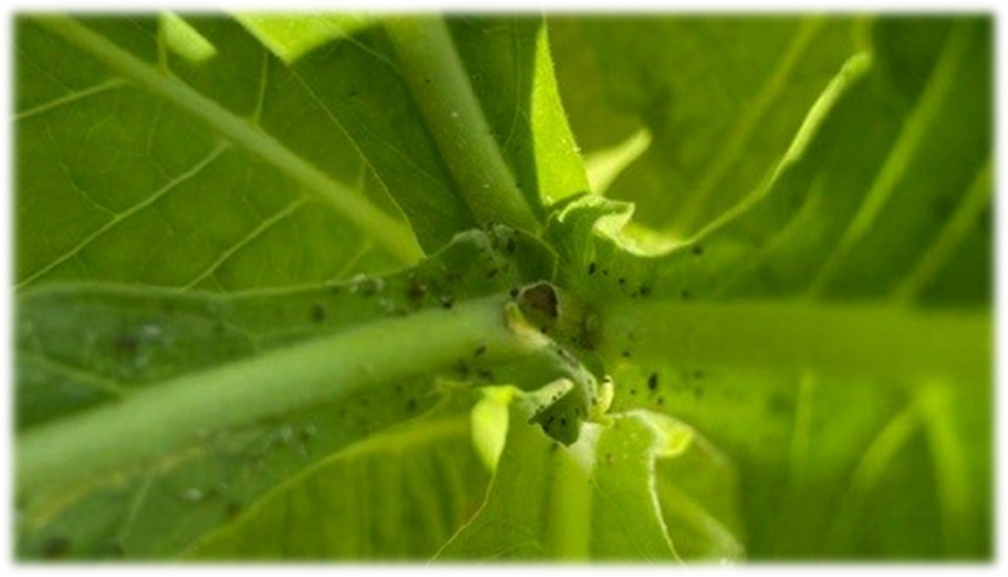 Aphids appearing at the leaf axil