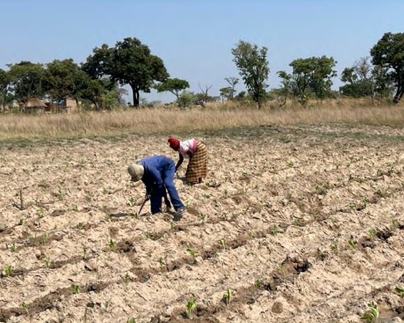 Planting the trial tobacco into sandy ground