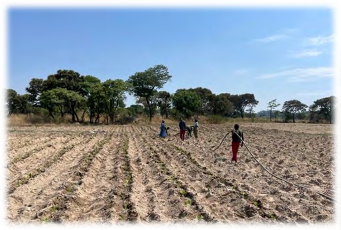 Planting crew in the sandy trial land
