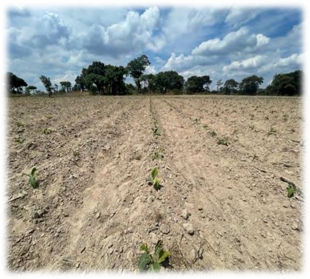 Dry trial rows in late November
