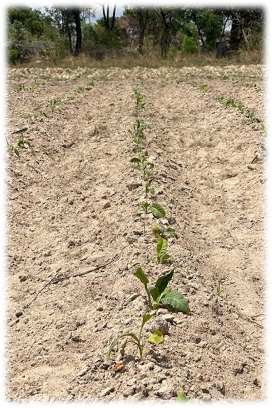 Young plants standing in very dry soil