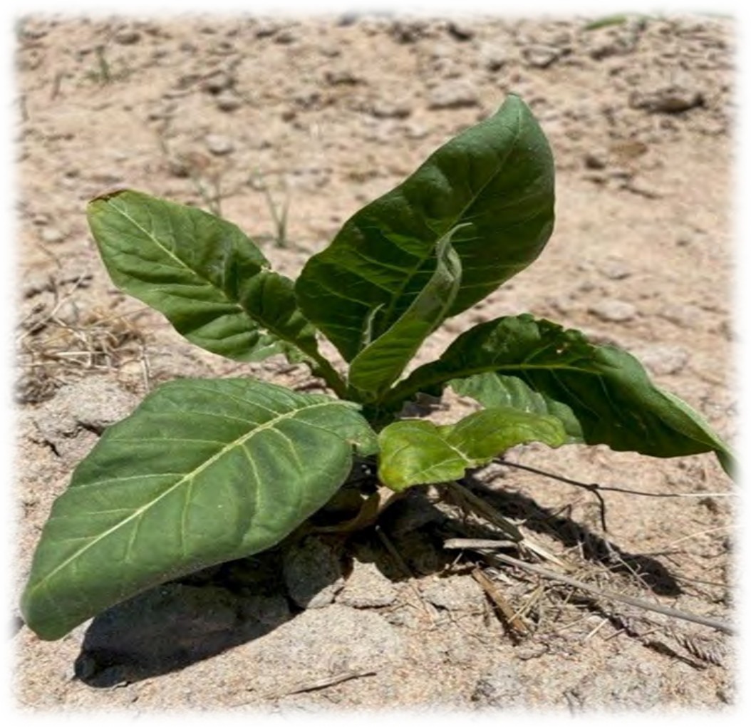 Dry trial rows with clean plants