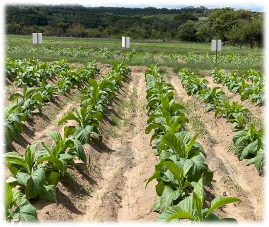 Trial rows shooting up after the first rainfall