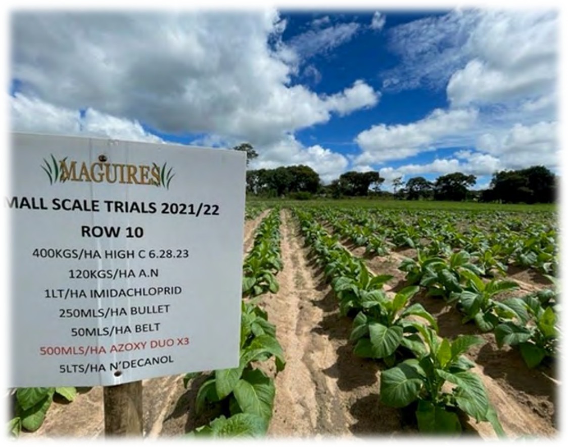 Trial sign for row 10 in the growing crop