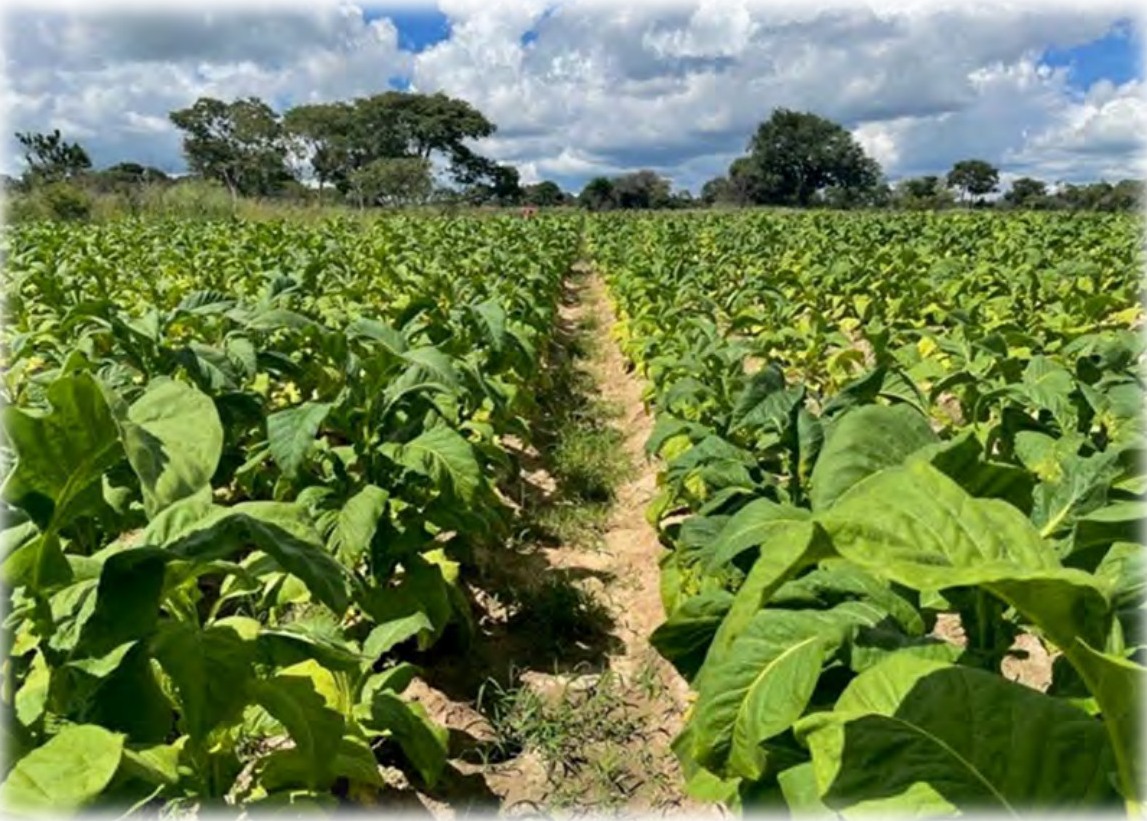 Tobacco trial rows at the Trelawney trial site