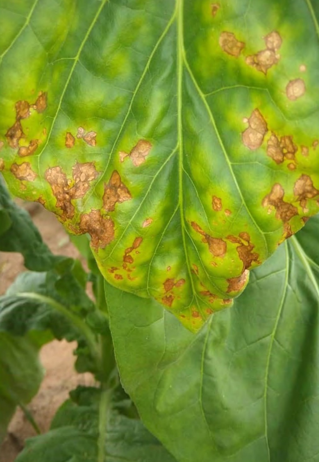 Leaf showing potassium firing symptoms