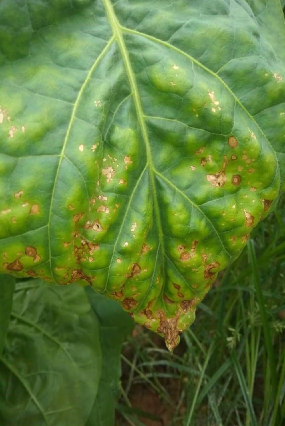 Close-up of potassium firing on a leaf