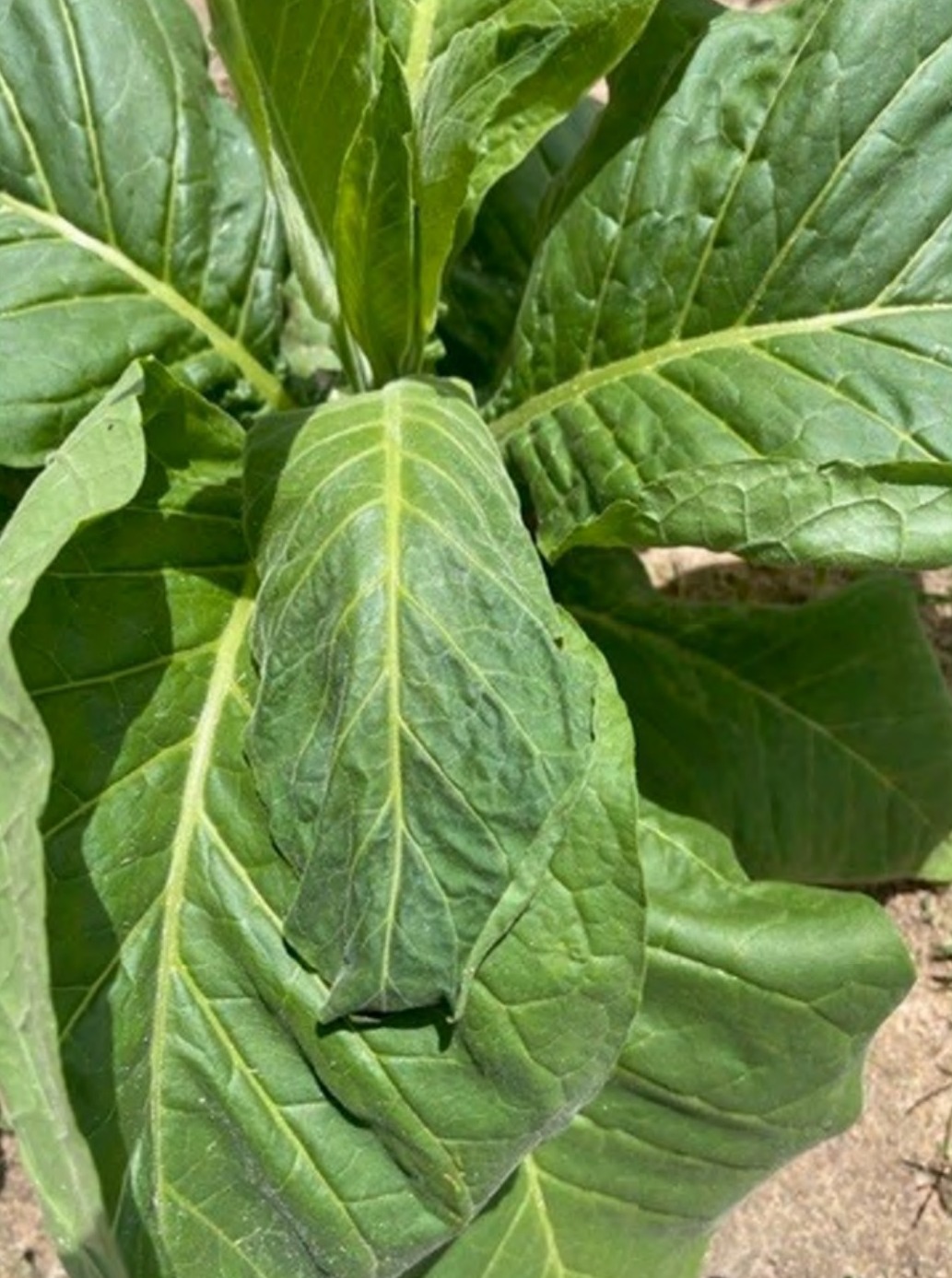 Undamaged leaves in the trial area