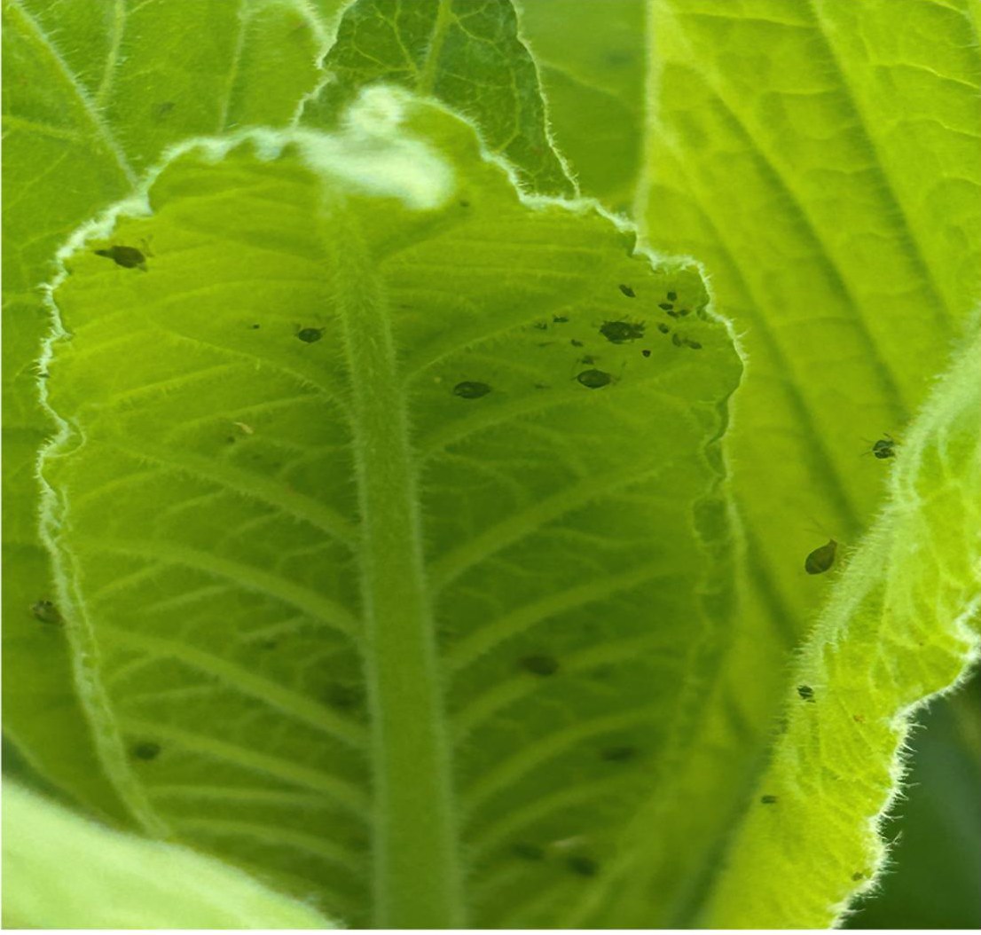 Aphids on the underside of a leaf