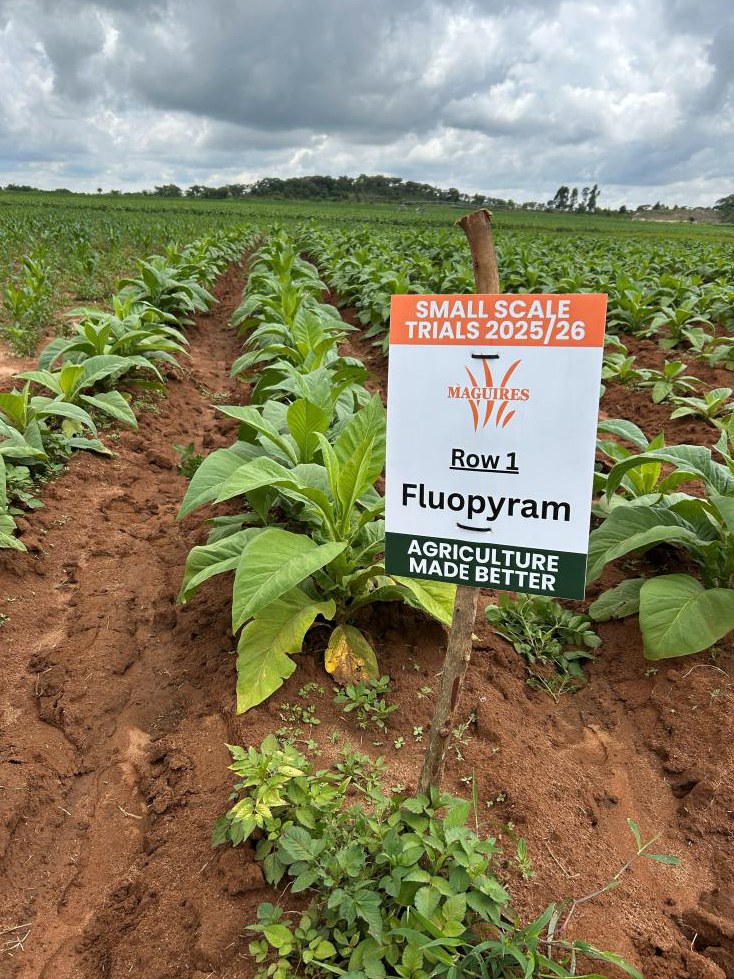 The Fluopyram row well established in early January