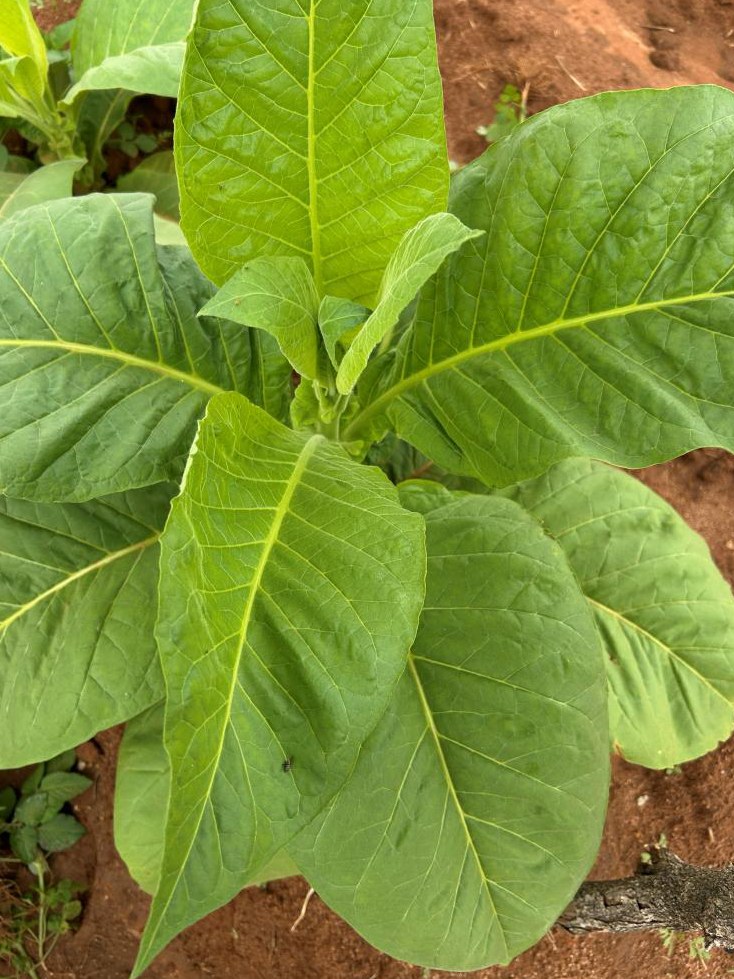 A healthy trial plant in early January