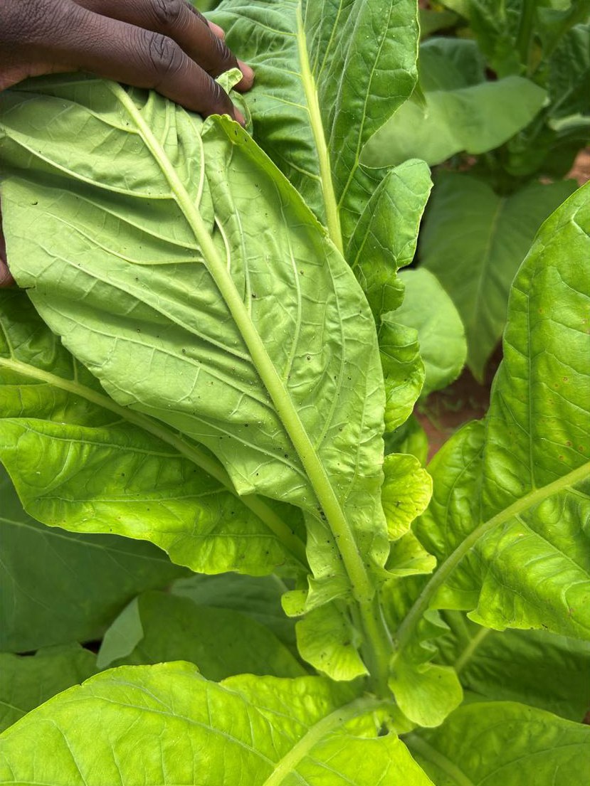 Inspecting a leaf on a thriving trial plant