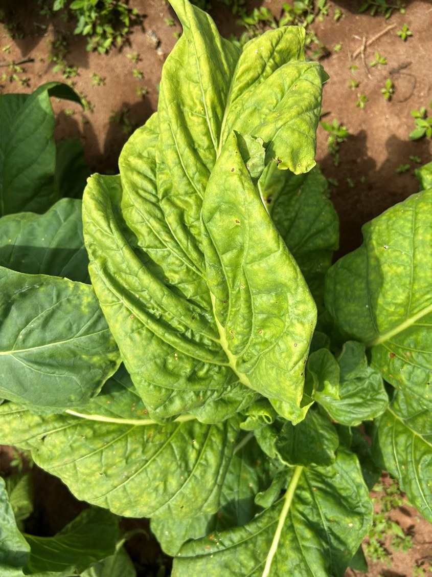 A full, healthy trial plant in late January