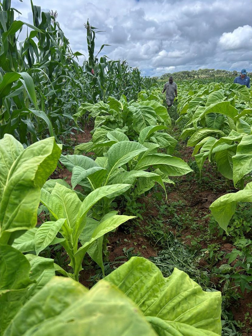 A full stand of trial tobacco in mid February