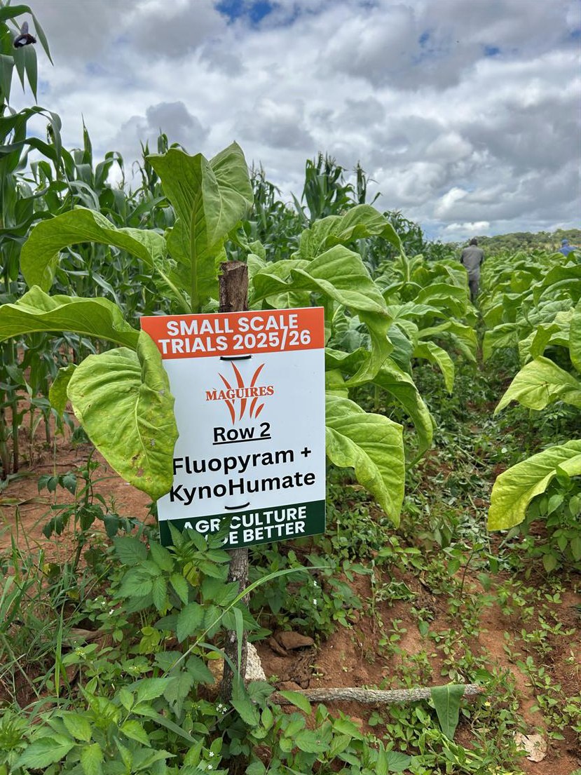 The trial rows in mid February, still marked with their signs