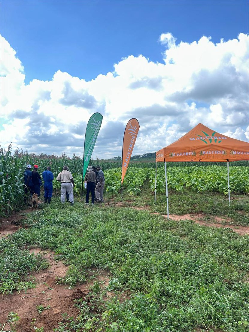 The field day set up beside the trial with Maguires banners
