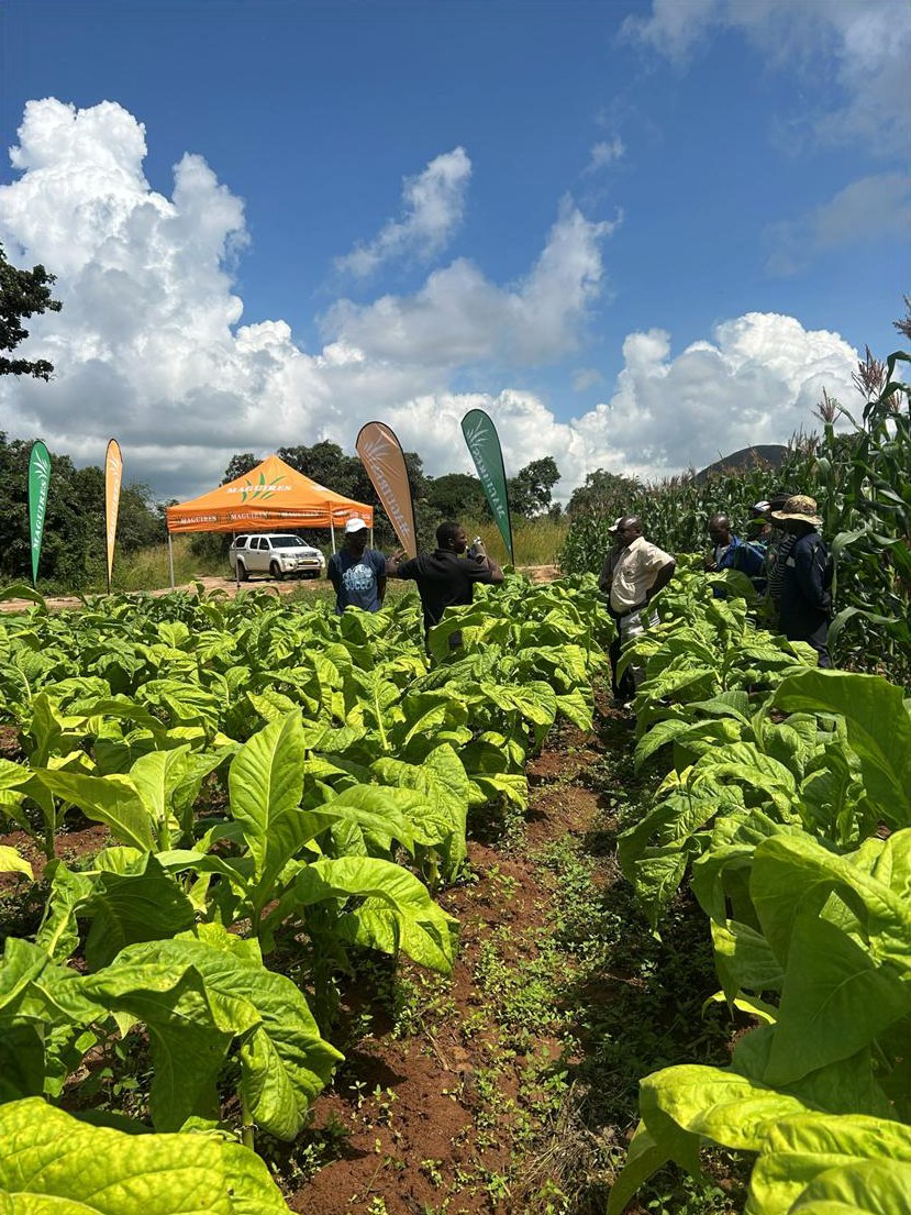 Growers walking the trial rows on the field day