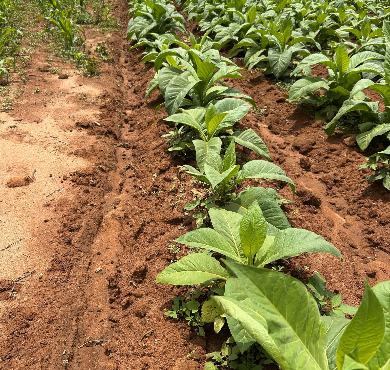 A healthy stand of trial tobacco at Mvurwi