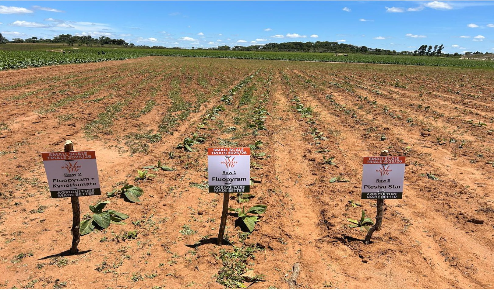 The trial rows laid out with treatment signs against the control