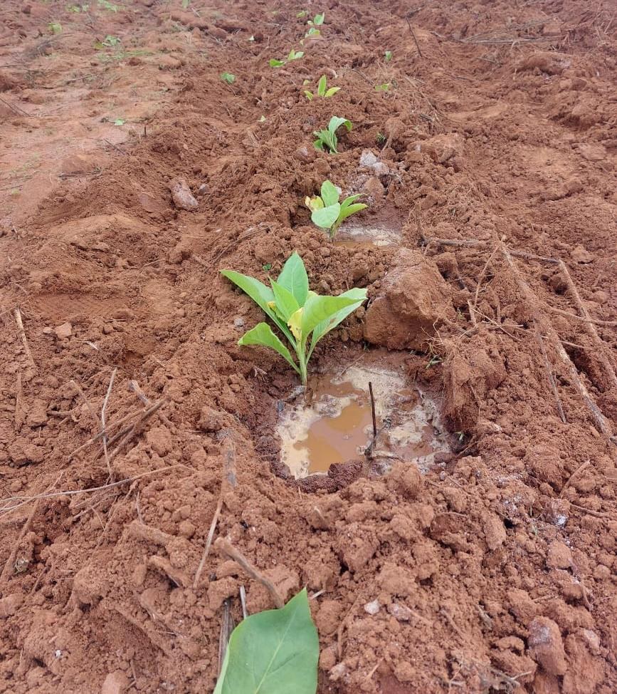 A seedling planted into a watered planting hole