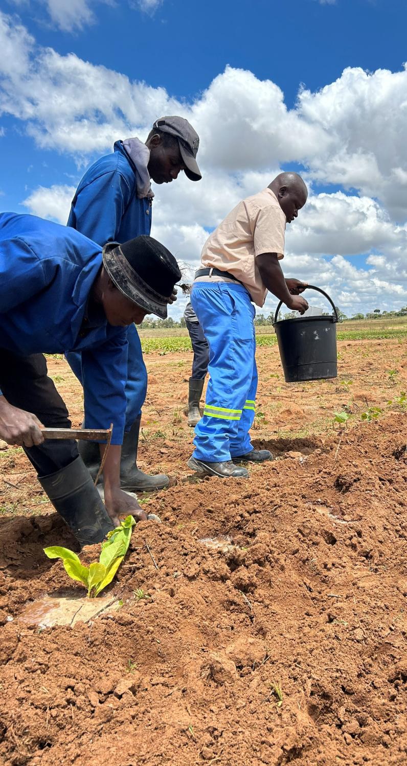 The team watering in the newly planted seedlings