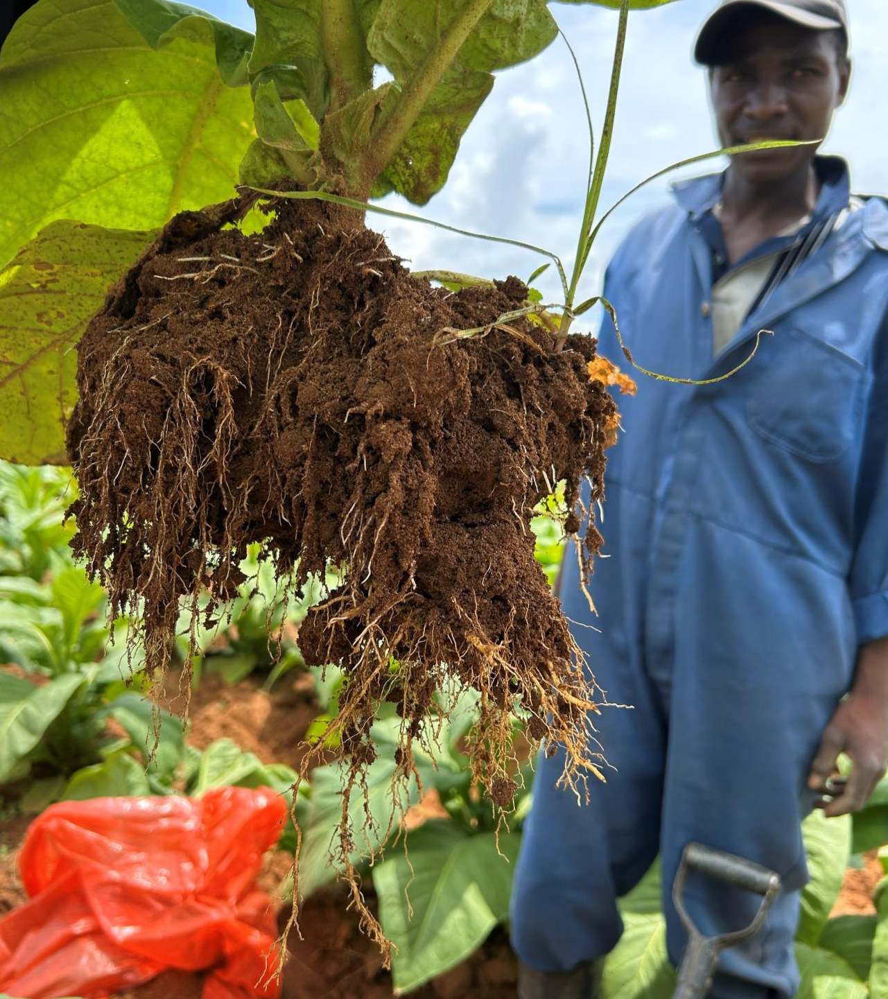A trial plant lifted to show its full root ball