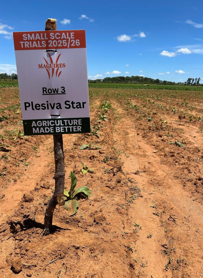 The Plesiva Star row marked with its sign